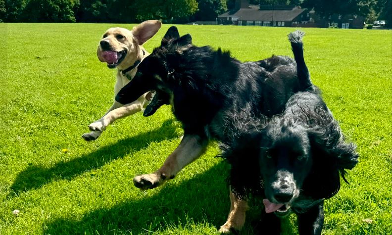 Perfect Paws Holidays Dogs