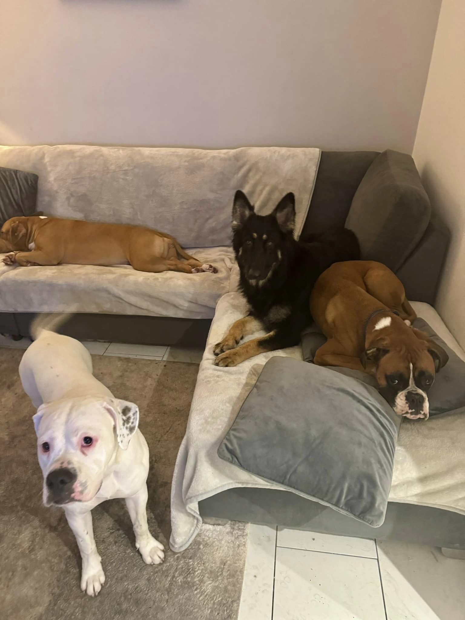 Dogs-group